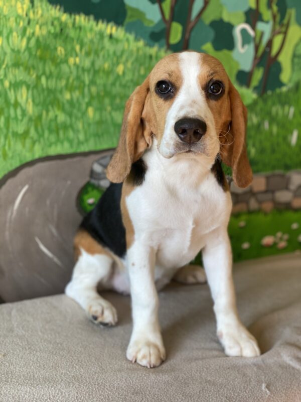 Frencic Beagle