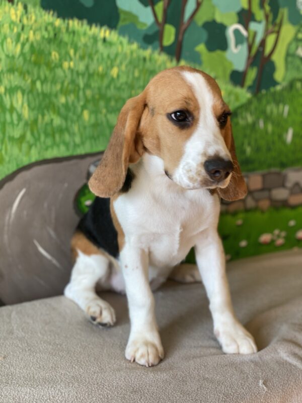 Frencic Beagle