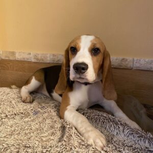 Freya Beagle