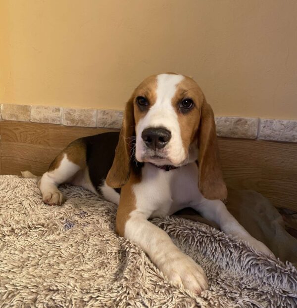 Freya Beagle