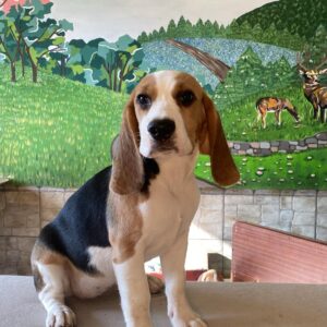 Freya Beagle