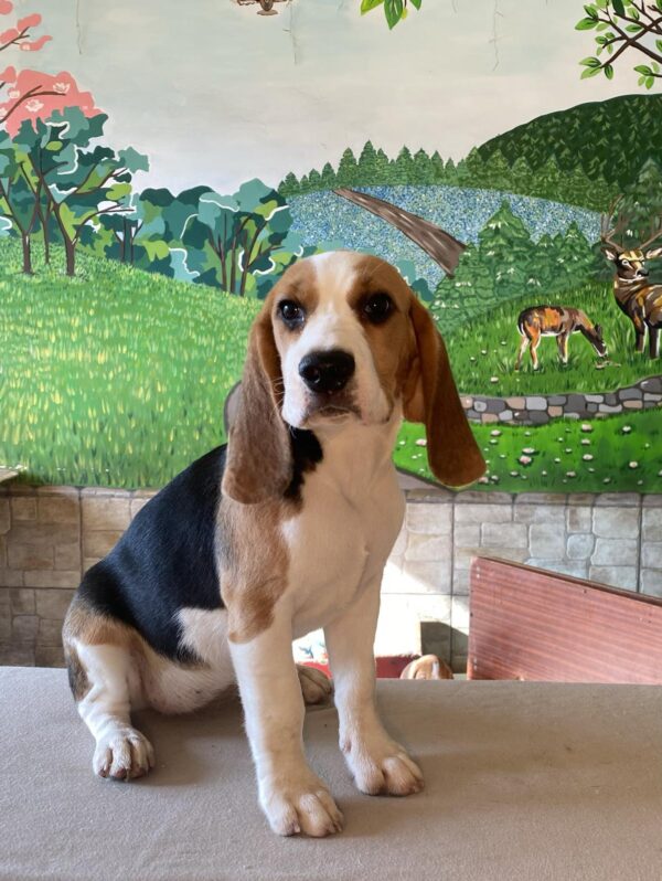 Freya Beagle