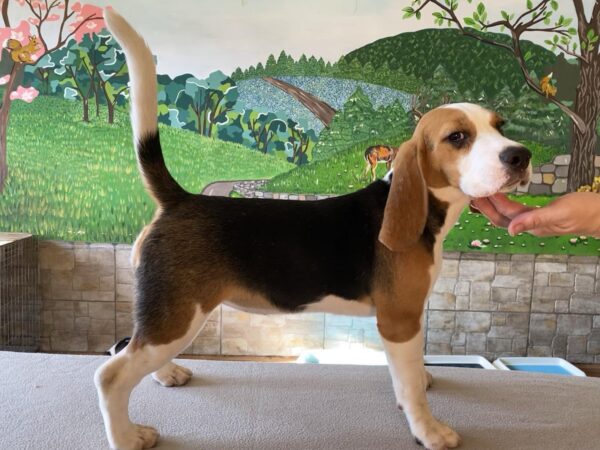 Freya Beagle
