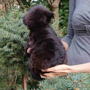 Frida Pomapoo