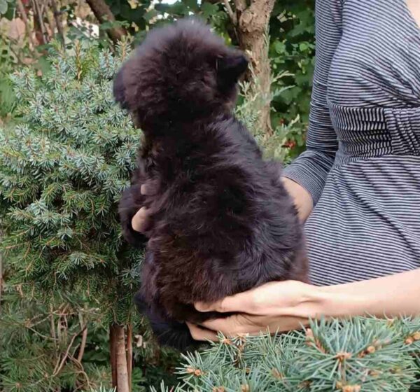 Frida Pomapoo