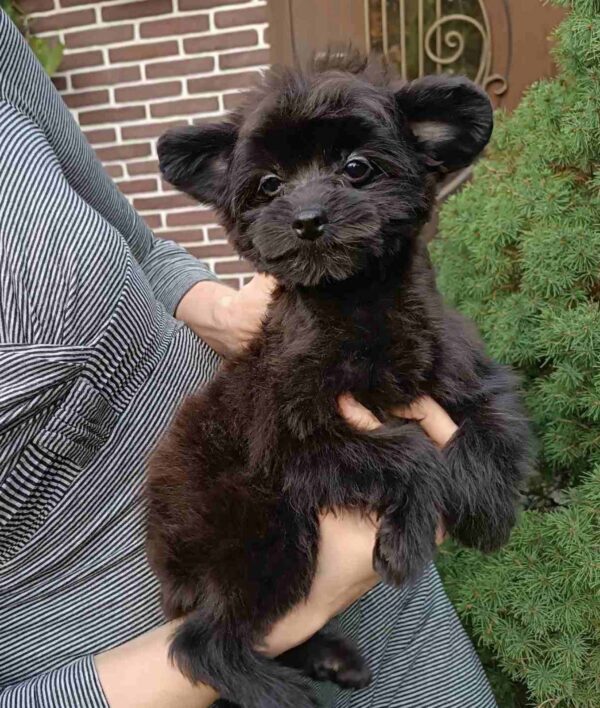 Frida Pomapoo