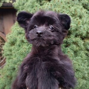 Frida Pomapoo