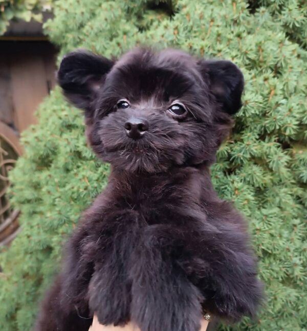 Frida Pomapoo