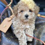 Cindy Maltipoo