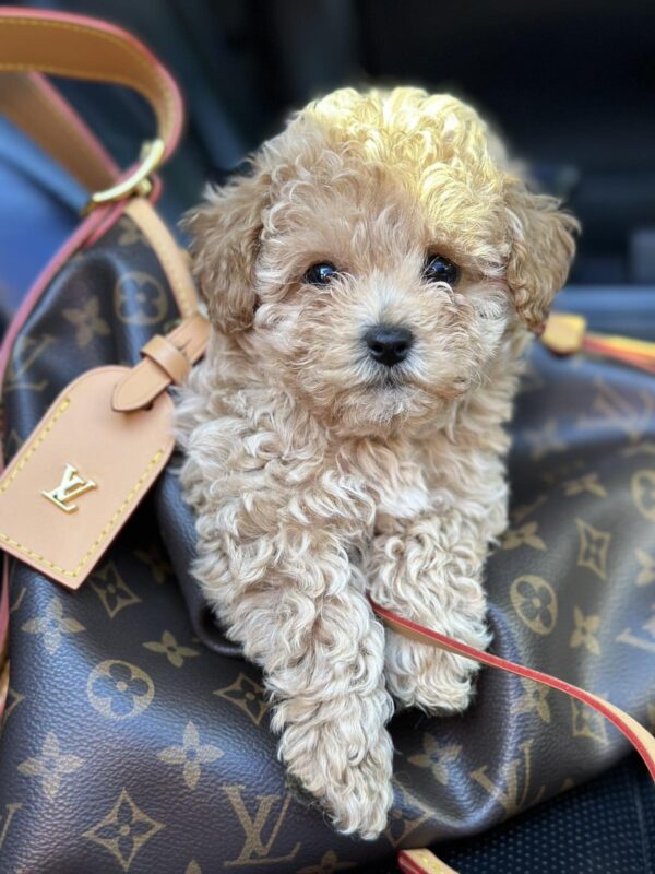 Funtik Maltipoo