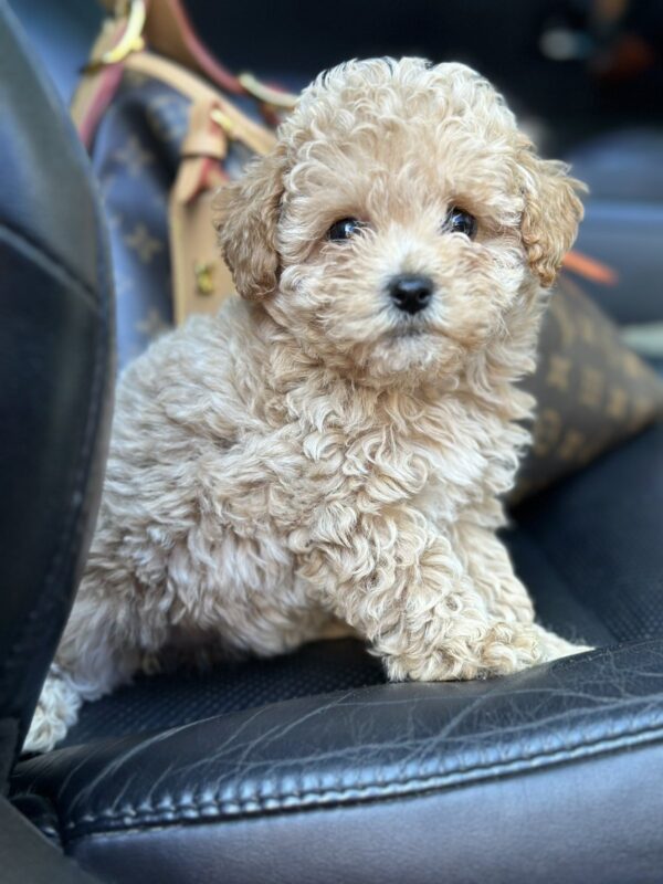 Funtik Maltipoo