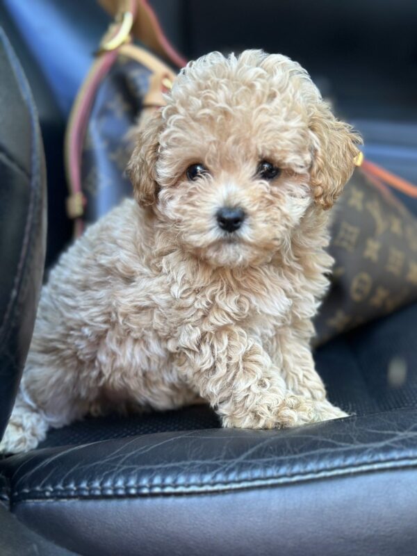 Funtik Maltipoo