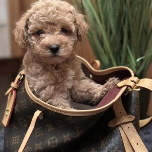 Funtik Maltipoo