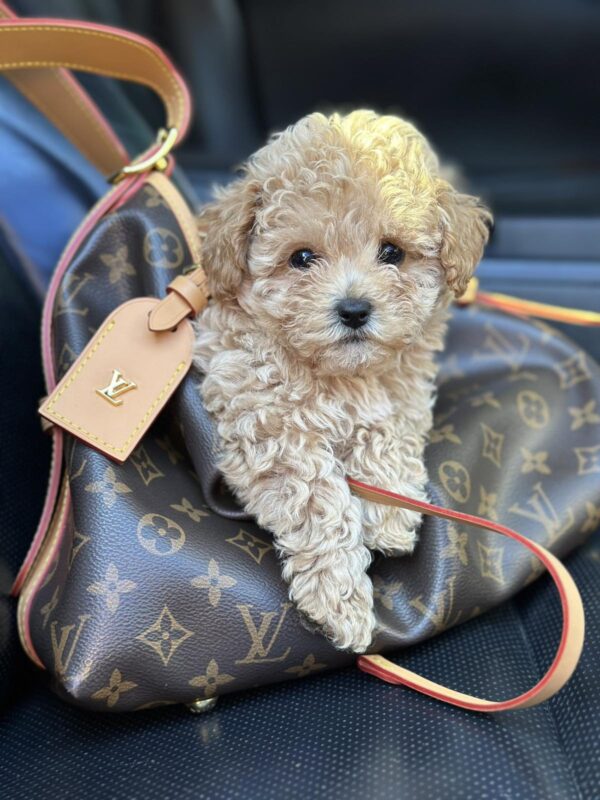 Funtik Maltipoo