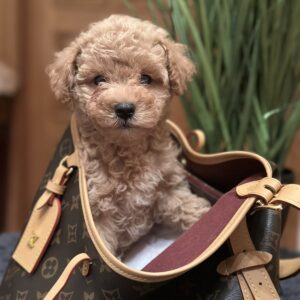 Funtik Maltipoo