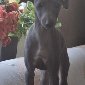 Gabby Italian Greyhound