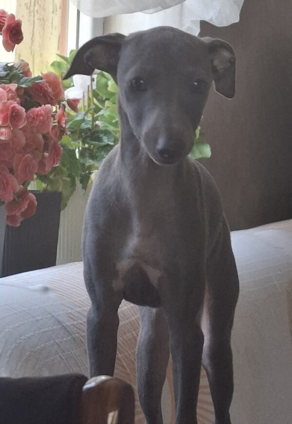 Gabby Italian Greyhound
