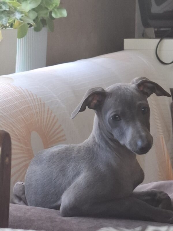 Gabby Italian Greyhound