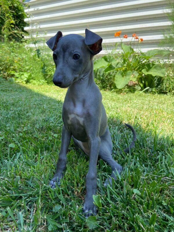 Gabby Italian Greyhound