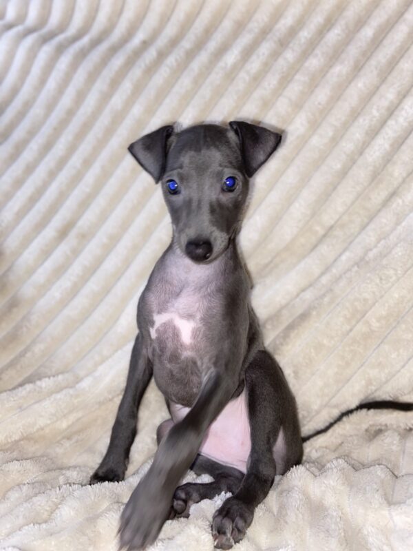 Gabby Italian Greyhound