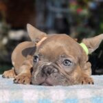 Gabby-female-french-bulldog-puppy-for-sale-1 (1)