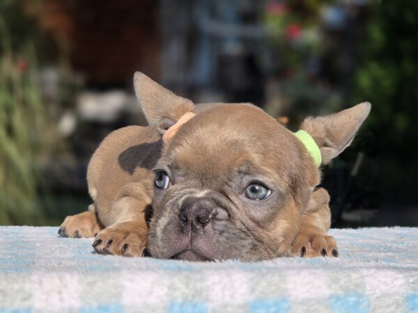 Gabby French Bulldog