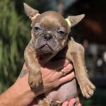 Silver French Bulldog