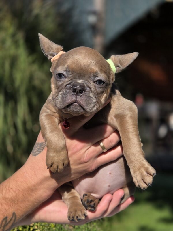 Gabby French Bulldog