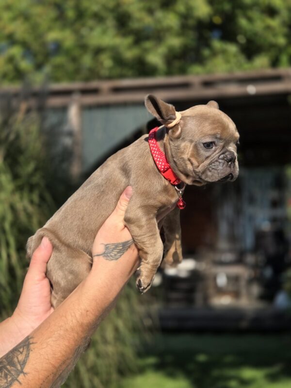 Gabby French Bulldog