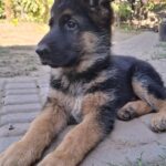 Grant German Shepherd