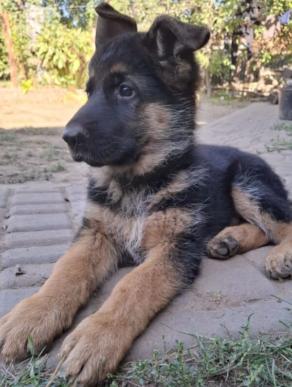 Gallant German Shepherd