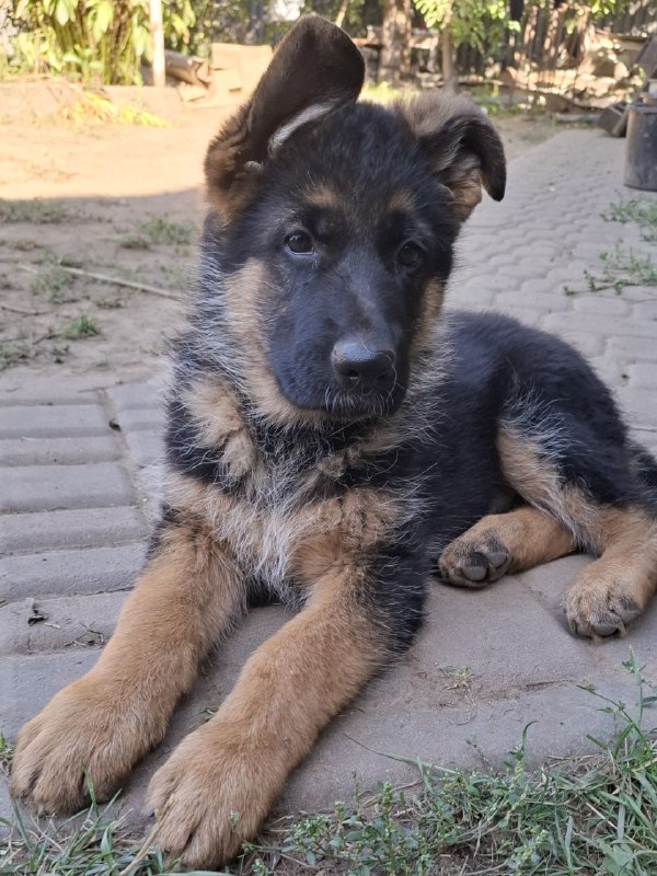 Gallant German Shepherd