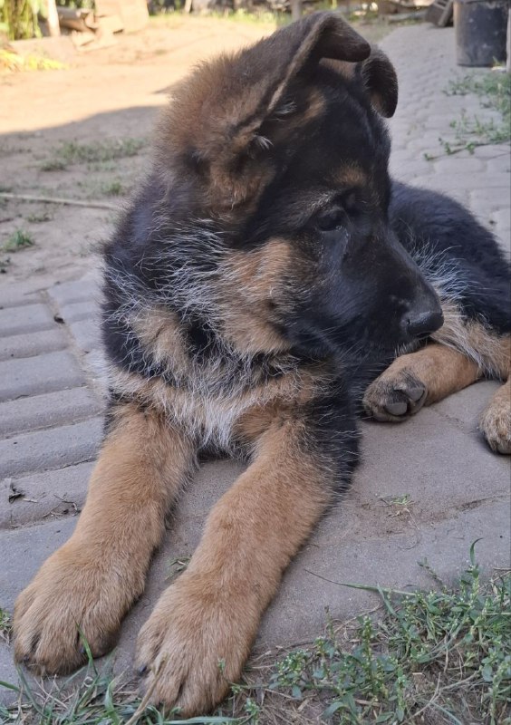 Gallant German Shepherd