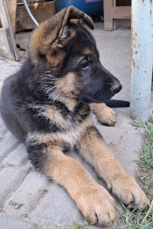 Gallant German Shepherd
