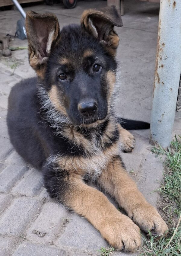 Gallant German Shepherd