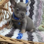 Garfield-male-french-bulldog-puppy-for-sale-1 (1)