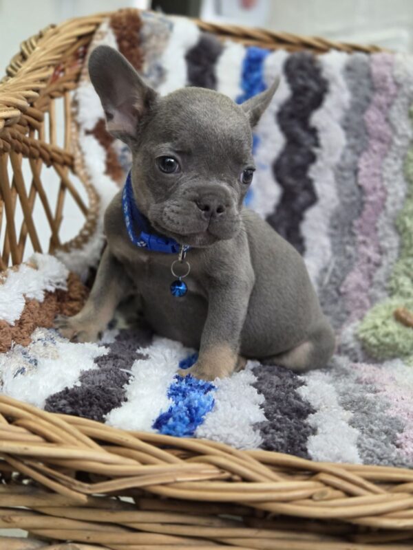 Garfield French Bulldog