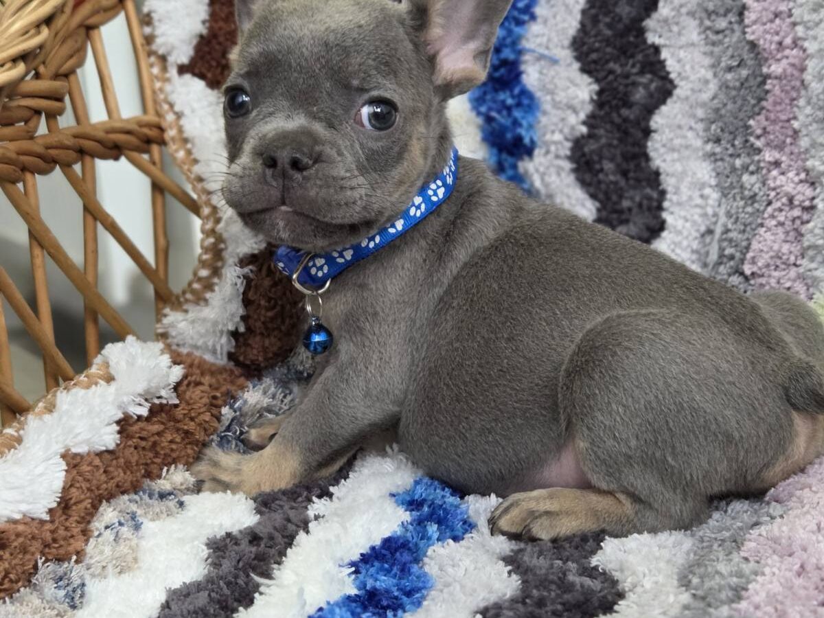 Frenchie Puppies Buy French Bulldog Puppy Near Me French Bulldog