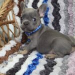 Griffin French Bulldog