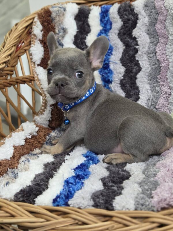 Garfield French Bulldog