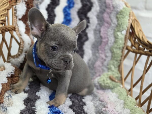 Garfield French Bulldog