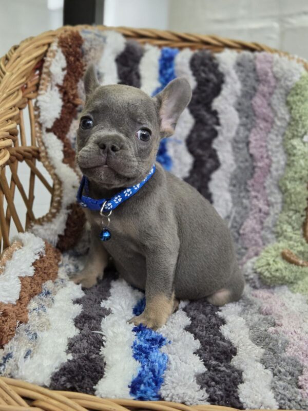 Garfield French Bulldog