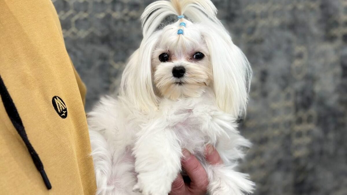 Maltese Dogs and Puppies for sale