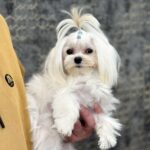 Yoshi Maltese