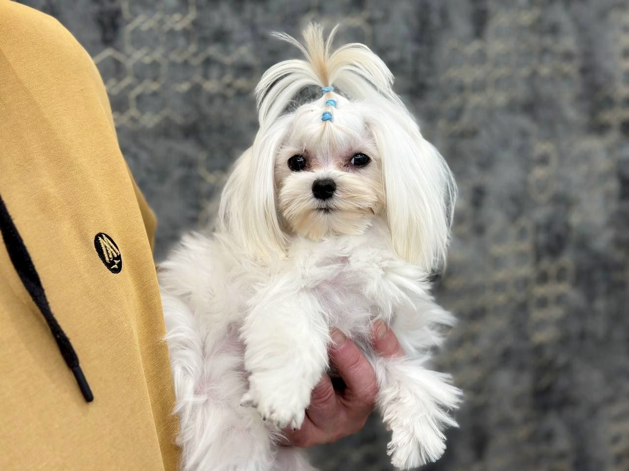 Maltese Dog Maltese Dachshund For Sale Male Mini Dachshund Puppy