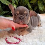 Gemma-female-french-bulldog-puppy-for-sale- (1)