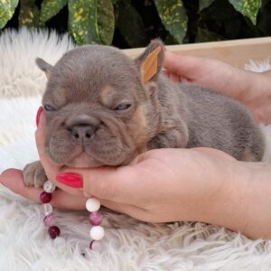Gemma French Bulldog