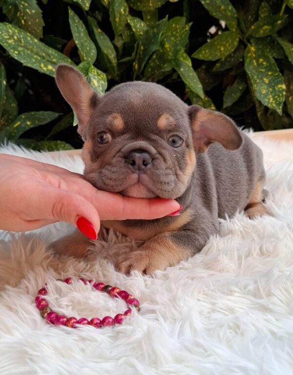 Gemma French Bulldog