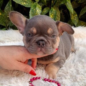 Gemma French Bulldog