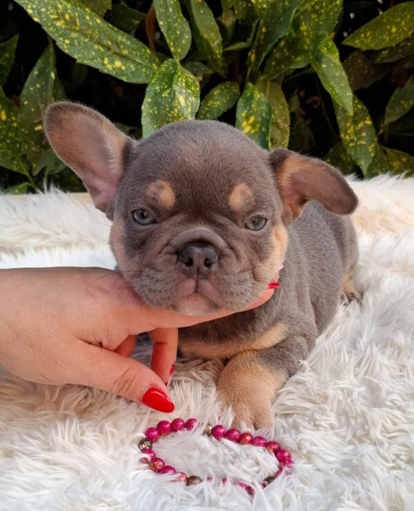 Gemma French Bulldog